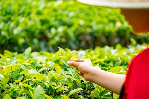 コンテナ栽培で大型植物が育つ？おすすめ8選と成功のコツ
