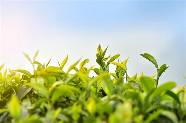 庭仕事が劇的に変わる！オランダ移植ごての魅力とおすすめ3選を徹底解説