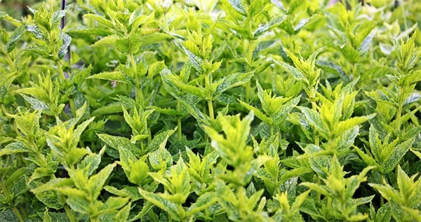 植物に合う壁色の選び方【失敗しない4つのポイント】